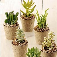 �ϵ�ˤ䤵�����ߥ˥ץ��ȡ�Ret's